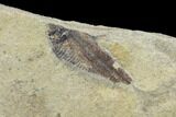 Fossil Fish (Gosiutichthys) Mortality Plate - Lake Gosiute #89989-4